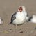 California Gull